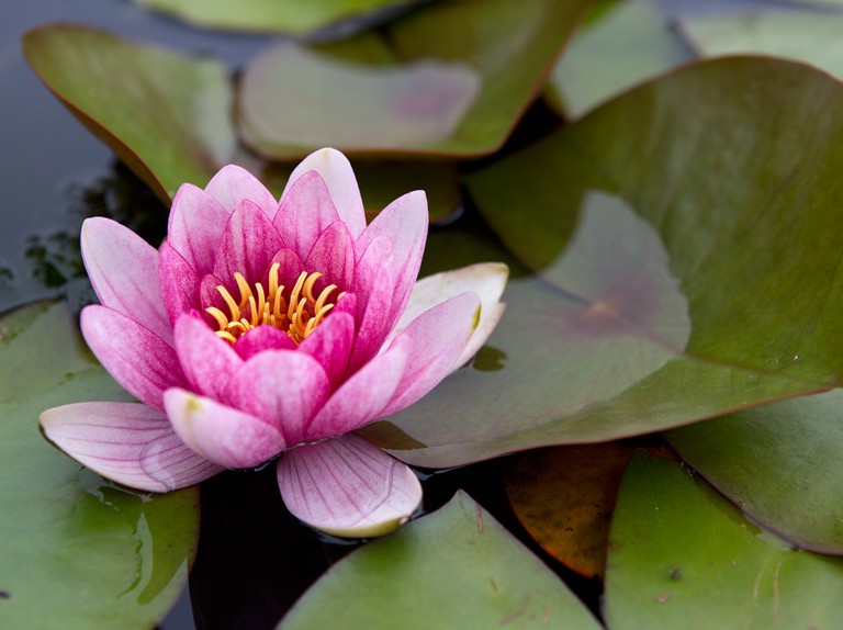 Ý nghĩa hoa súng Ý nghĩa hoa súng