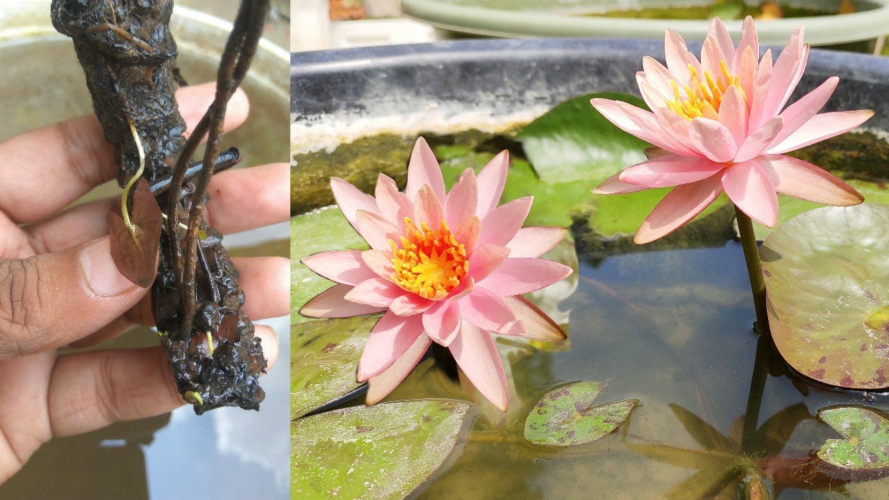 Cách trồng hoa súng đúng kỹ thuật Cách trồng hoa súng đúng kỹ thuật