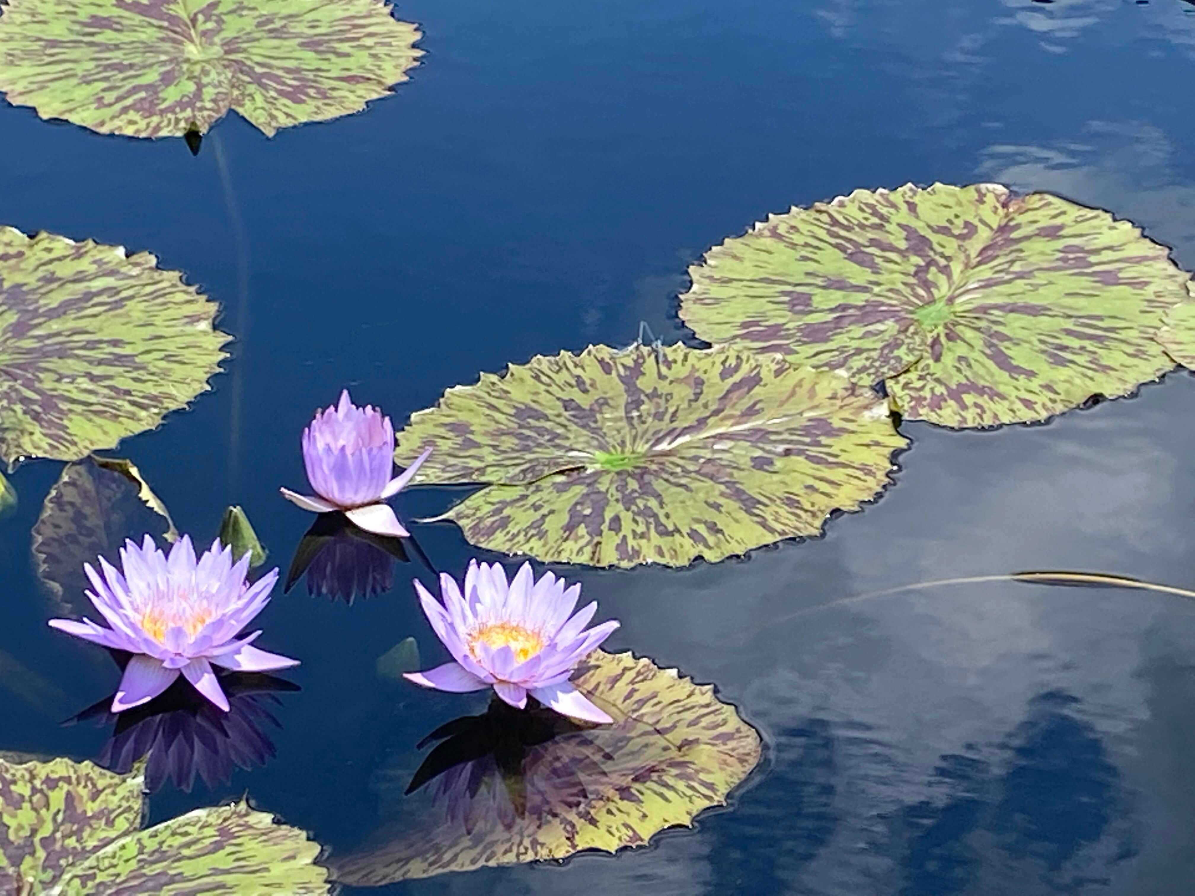 Thơ về hoa súng hay nhất Thơ về hoa súng hay nhất