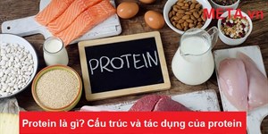 Protein là gì? Cấu trúc và tác dụng của protein