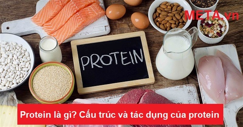 Protein là gì? Cấu trúc và tác dụng của protein