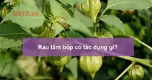 Rau tầm bóp có tác dụng gì, có mấy loại? Cách chế biến rau tầm bóp