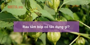 Rau tầm bóp có tác dụng gì, có mấy loại? Cách chế biến rau tầm bóp