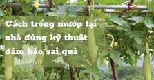 Cách trồng mướp tại nhà đúng kỹ thuật đảm bảo sai quả