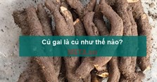 Củ gai là củ như thế nào? Củ gai có tác dụng gì cho bà bầu?