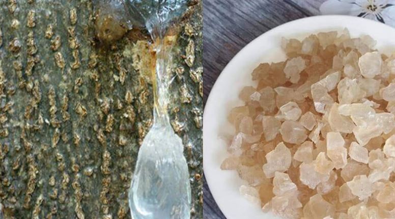 Tuyết yến có tác dụng gì?