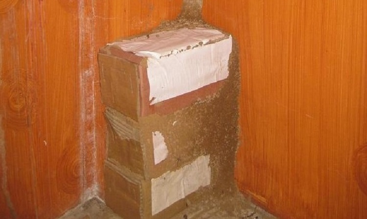 Cách diệt mối tận gốc bằng thuốc diệt mối