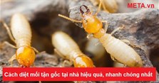 Cách diệt mối tận gốc tại nhà hiệu quả, nhanh chóng nhất