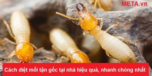 Cách diệt mối tận gốc tại nhà hiệu quả, nhanh chóng nhất