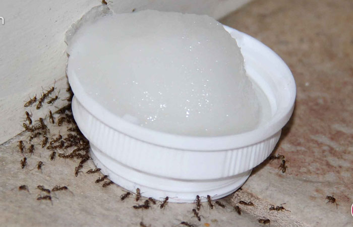 Cách diệt mối tận gốc bằng hàn the