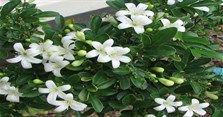 Cây nguyệt quế: Hình ảnh, ý nghĩa, tác dụng và cách trồng