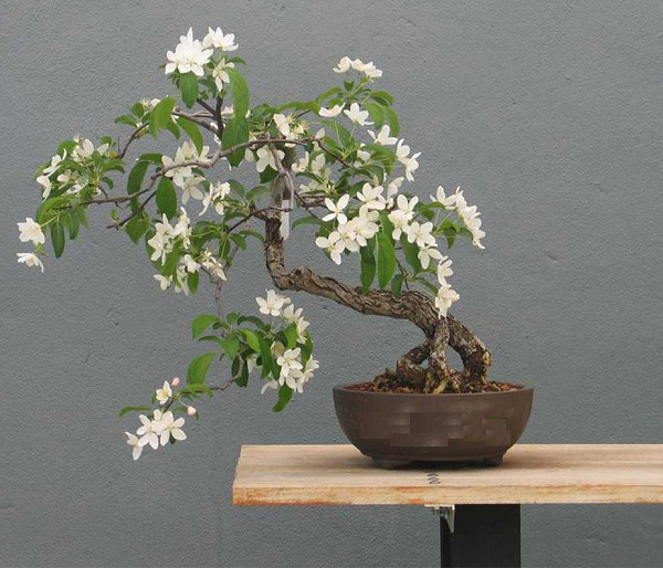 Hình ảnh cây nguyệt quế 1 Hình ảnh cây nguyệt quế 1