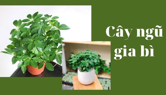 Cây ngũ gia bì Cây ngũ gia bì