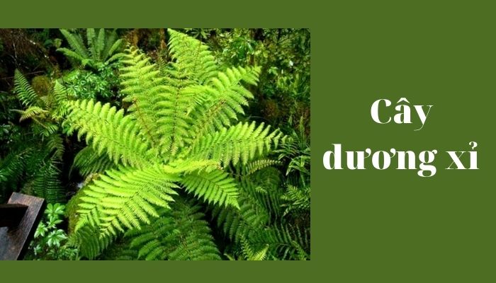 Cây dương xỉ Cây dương xỉ