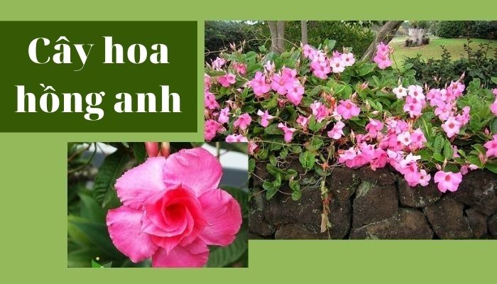 Cây hoa hồng anh Cây hoa hồng anh
