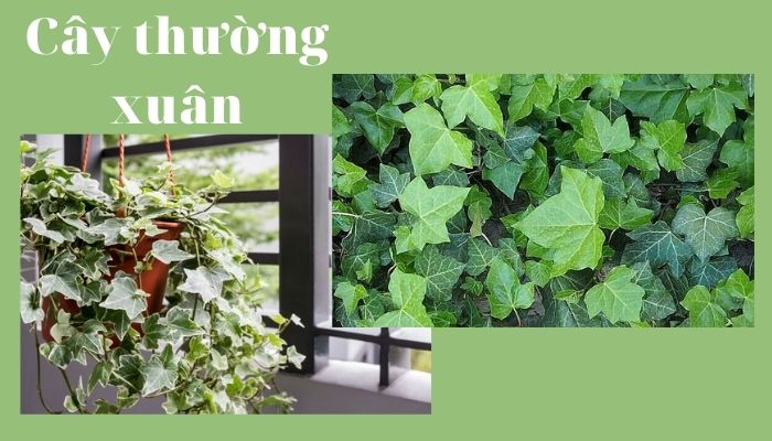 Cây thường xuân Cây thường xuân