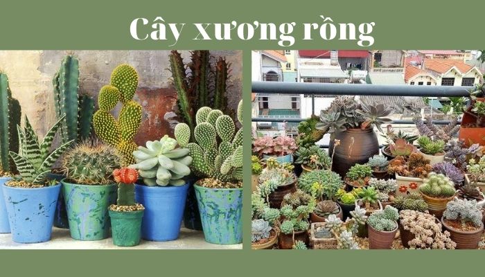 Cây xương rồng Cây xương rồng