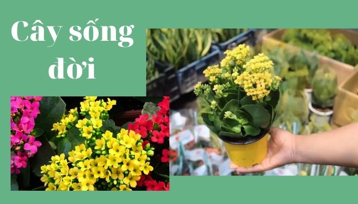 Cây sống đời Cây sống đời