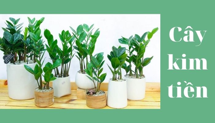Cây hoa kim tiền Cây hoa kim tiền