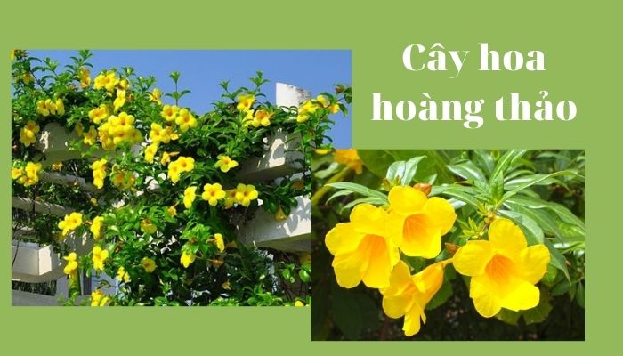 Cây hoa hoàng thảo Cây hoa hoàng thảo
