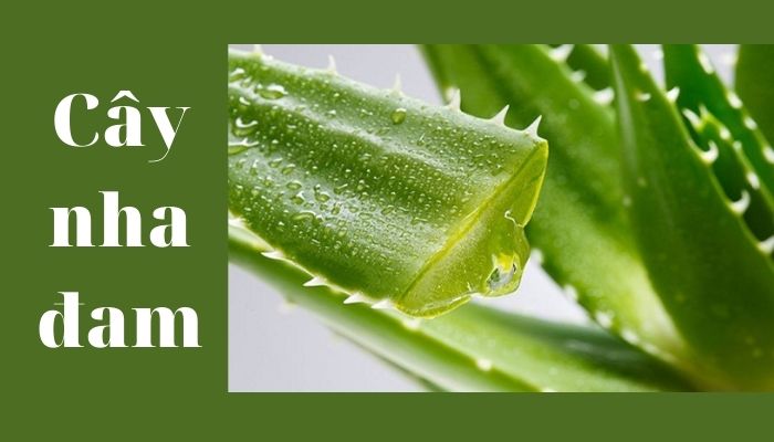 Cây nha đam Cây nha đam