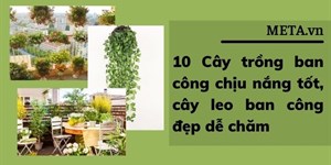 10 Cây trồng ban công chịu nắng tốt, cây leo ban công đẹp dễ chăm