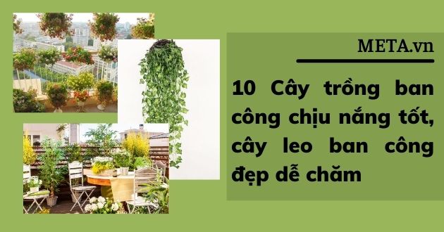 Cây trồng ban công chịu nắng