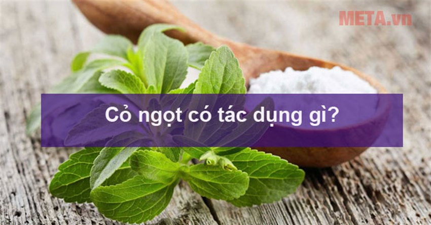 Cỏ ngọt có tác dụng gì? Cách pha trà cỏ ngọt