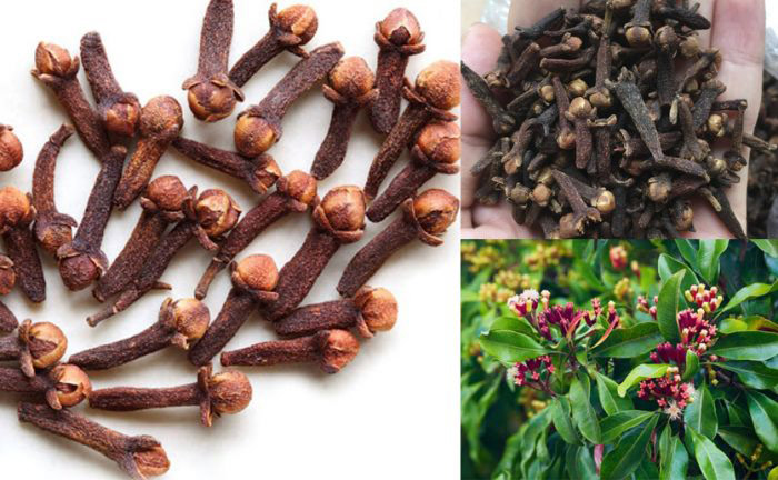 Hình ảnh cây đinh hương 1