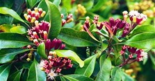 Cây đinh hương có tác dụng gì? Hình ảnh và cách sử dụng đinh hương