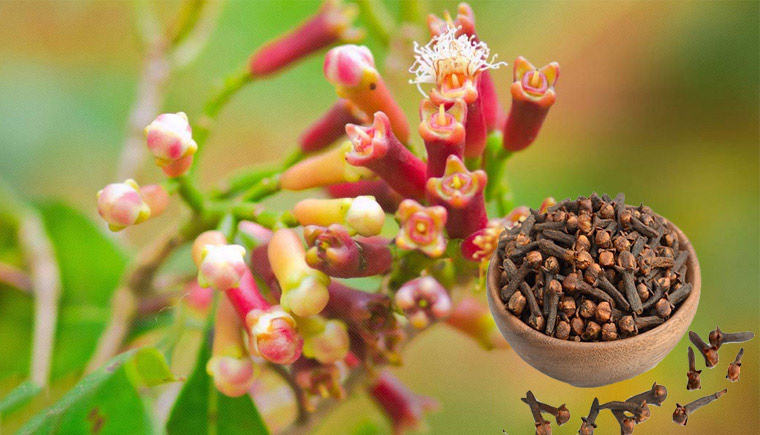 Hình ảnh cây đinh hương 2