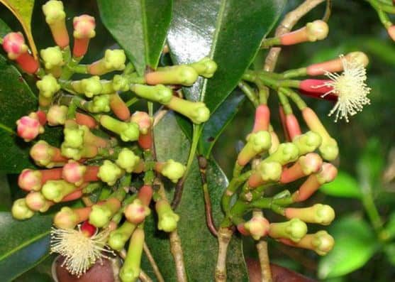 Hình ảnh cây đinh hương 3