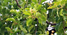 Cây tầm gửi có tác dụng gì? Hình ảnh và các loại tầm gửi