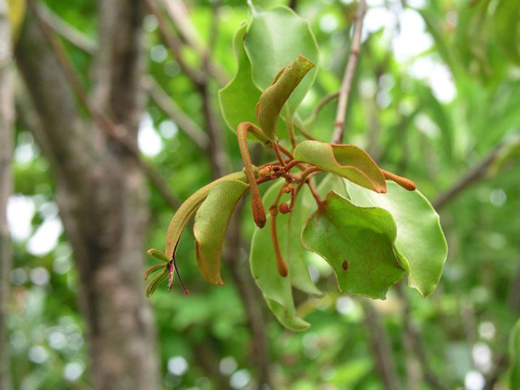 Tầm gửi cây gạo Tầm gửi cây gạo