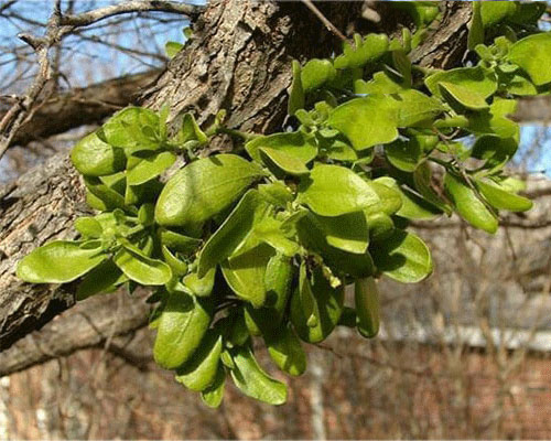 Tầm gửi cây xoan Tầm gửi cây xoan