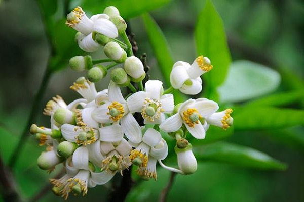 Bột sắn dây kỵ với hoa bưởi, sen, nhài