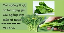 Cải ngồng là gì, có tác dụng gì? Cải ngồng làm món gì ngon?