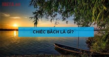 Chiếc bách là gì? Chiếc bách có nghĩa là gì?