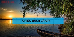 Chiếc bách là gì? Chiếc bách có nghĩa là gì?