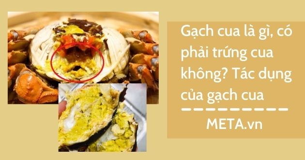 Gạch cua là gì?