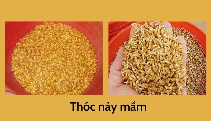 Làm kẹo mạch nha Làm kẹo mạch nha