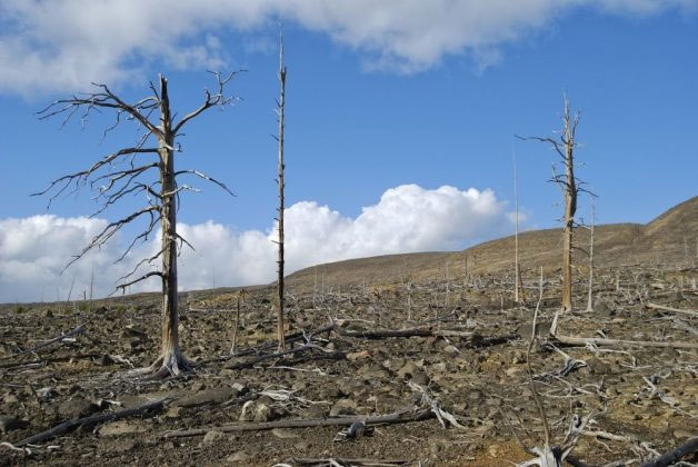 Hậu quả của mưa axit