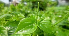 Rau càng cua làm món gì? Các món ăn ngon từ rau càng cua