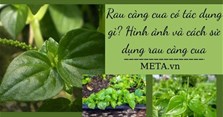Rau càng cua có tác dụng gì? Hình ảnh và cách sử dụng rau càng cua