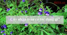 Cây nhân trần có tác dụng gì? Phân loại và cách nấu nước nhân trần ngon