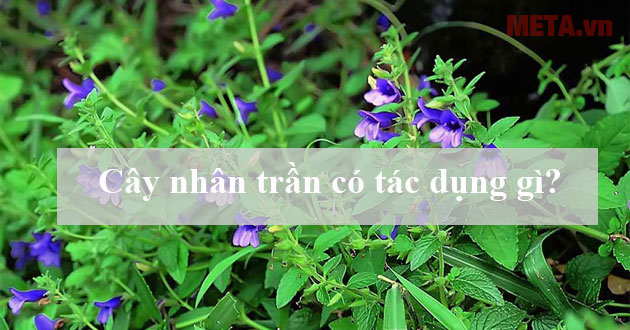 Cây nhân trần