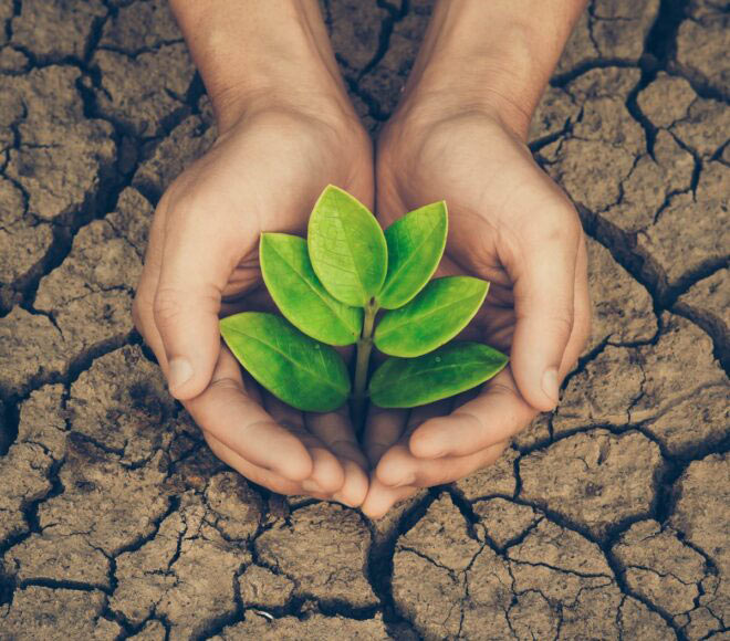 Hình ảnh bảo vệ cây xanh Hình ảnh bảo vệ cây xanh