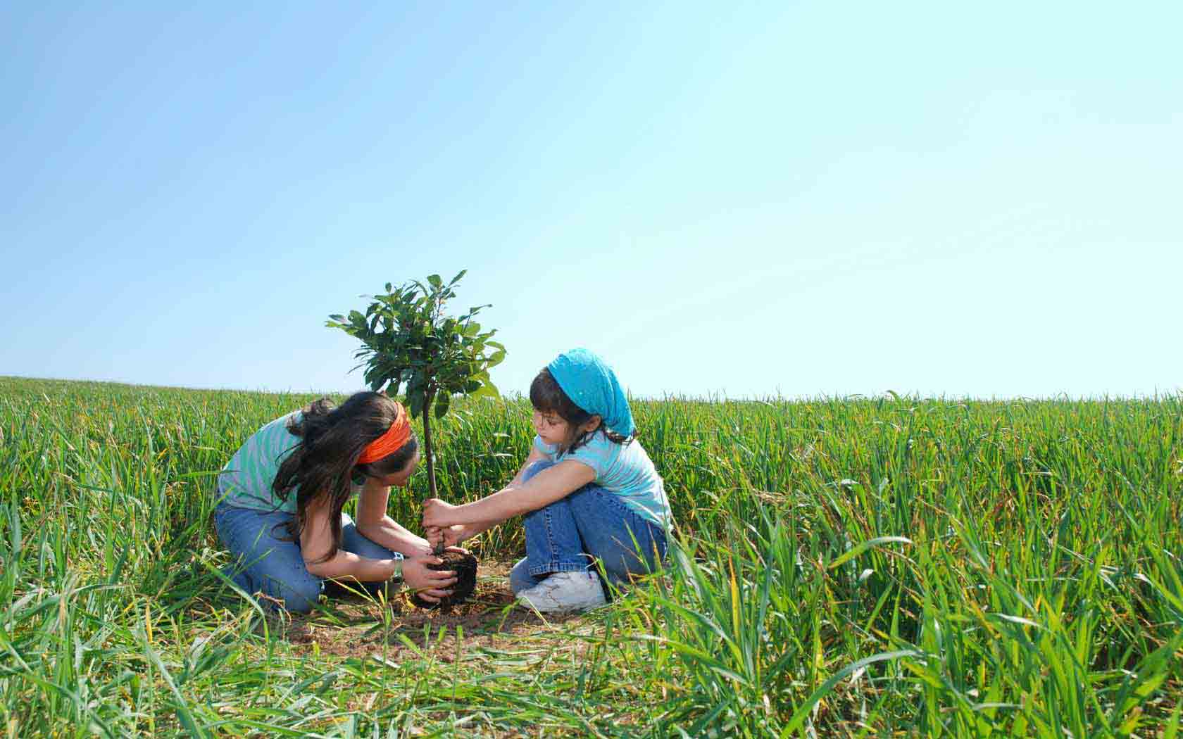 Hình ảnh các em bé trồng cây xanh Hình ảnh các em bé trồng cây xanh