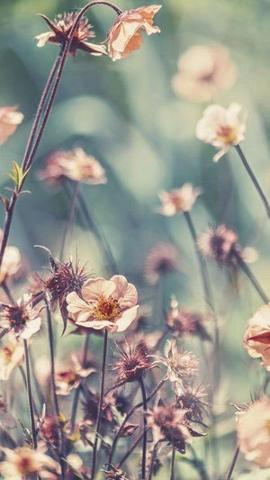 Hình nền vintage cho điện thoại