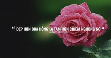 Stt về hoa hồng, những câu nói hay về hoa hồng và phụ nữ